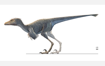 80 Million Year Old Fossils Show Some Dinosaurs Got Smaller Over Time So They Could Fly